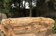 历经12年，硅化木在自贡恐龙博物馆的新生