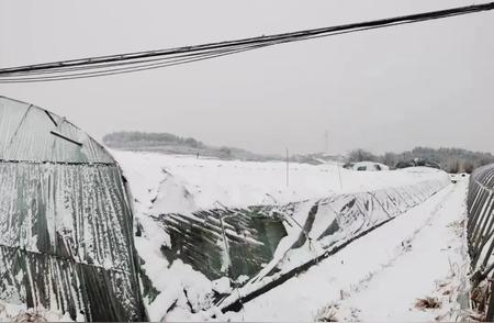 暴雪中的武汉力量：潘均生态农场的不屈精神