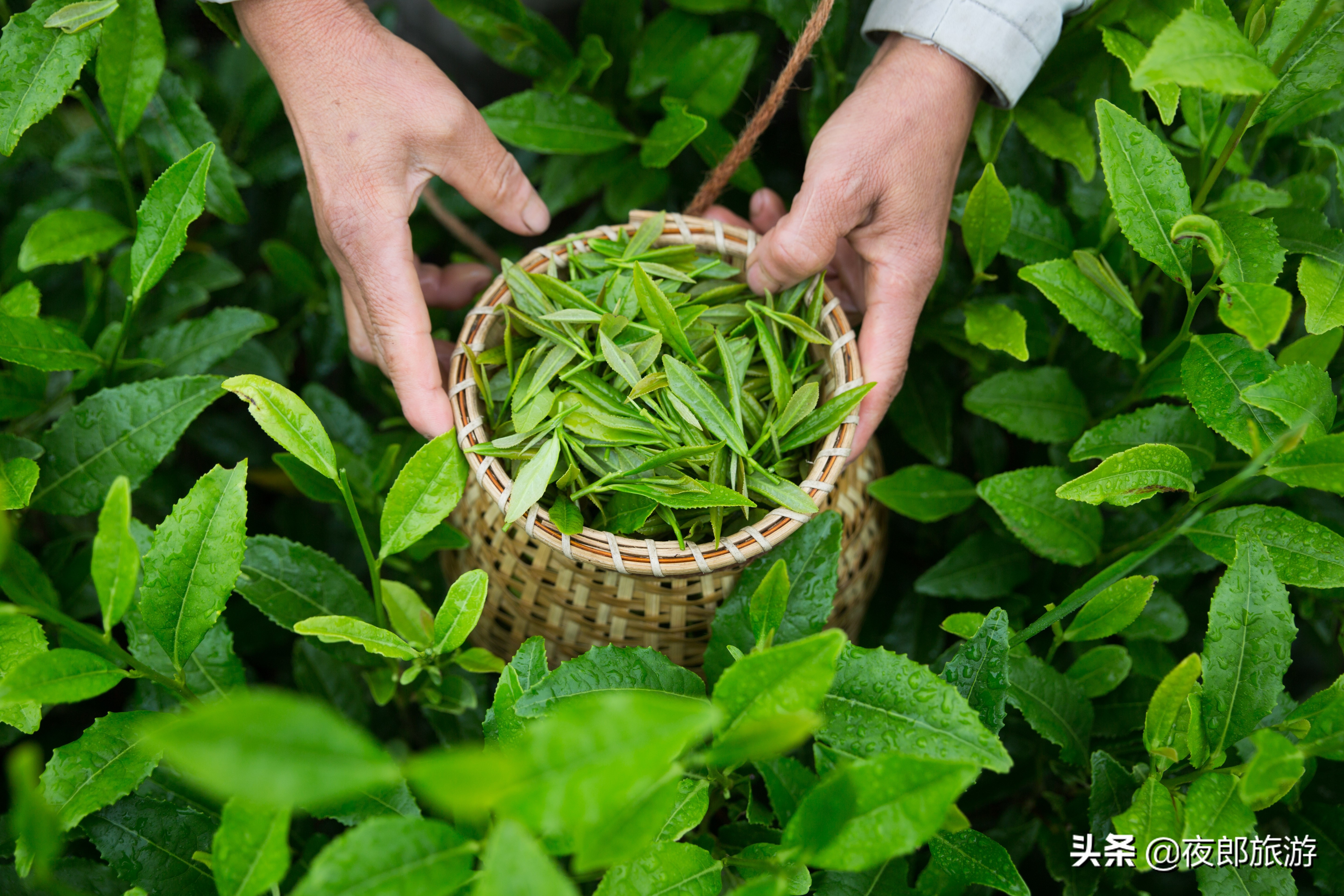 贵州大方：云山雾绕采夏茶