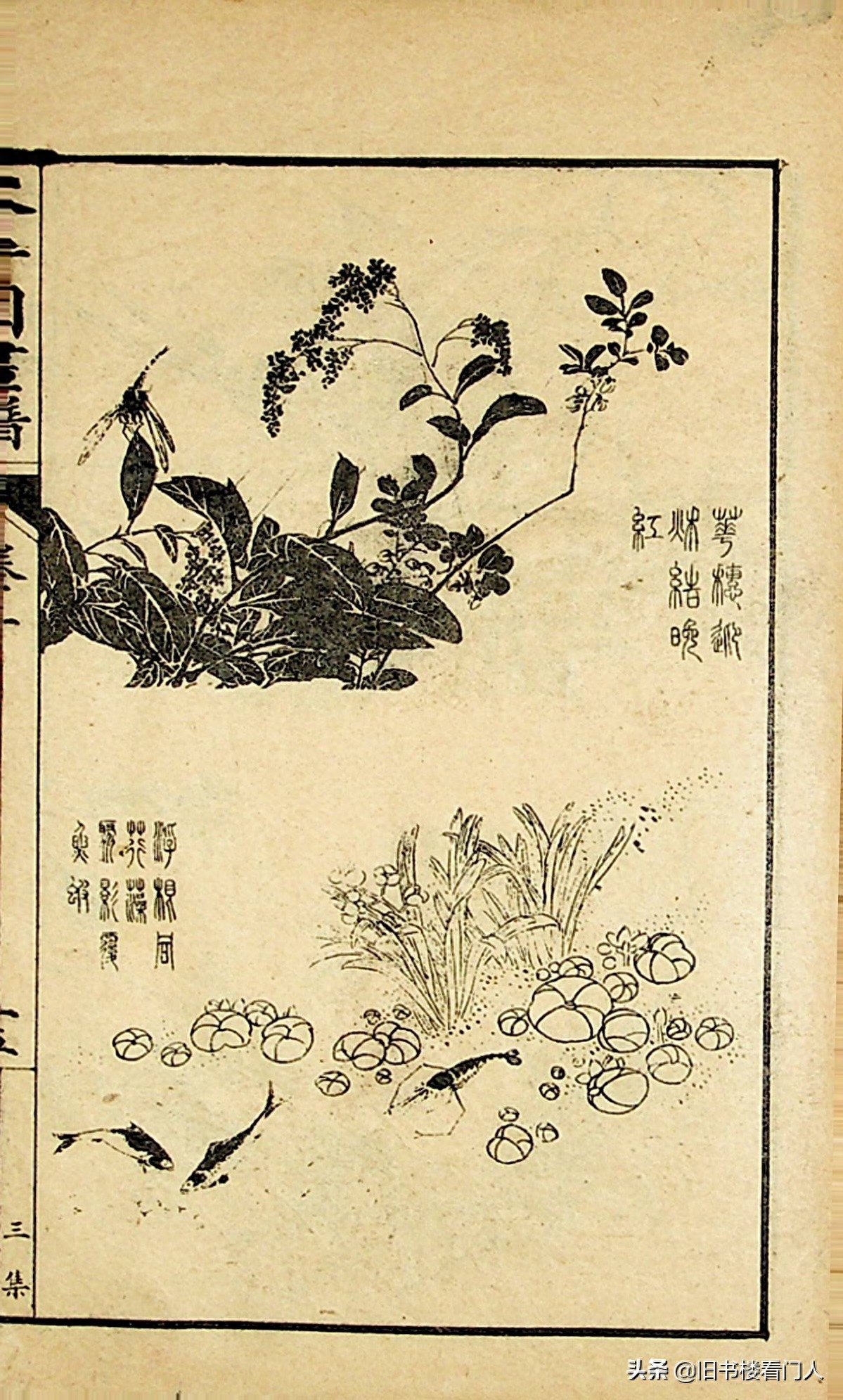 艺术类学画必修之书－《芥子园画谱·草虫花卉谱》